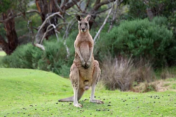 Poster Male Kangaroo standing - Anglesea golf course in Victoria, Australia © jerzy