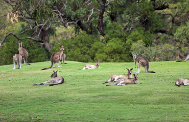 Naklejka na ściany i meble Kangaroo mob - Anglesea golf course in Victoria, Australia