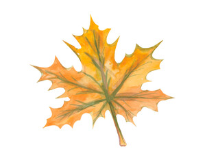 Water color autumn colored leaves