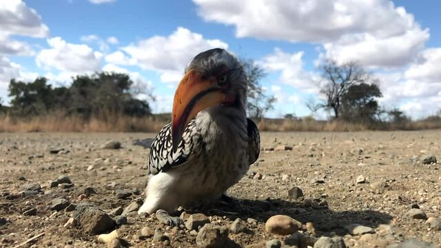 A close low angle shot of a Southern Yellow-billed Hornbill looking into the camera and swallowing food.
