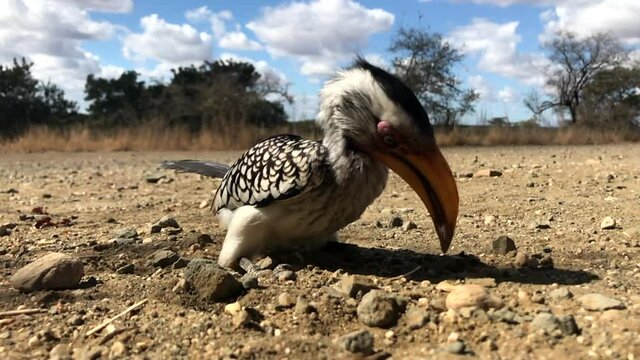 Slow-motion of a Southern Yellow-billed Hornbill scraping the ground and swallowing food, Kruger National Park.