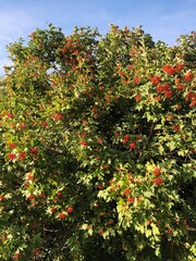 Ripe viburnum on a tree in the garden 