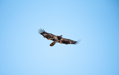 Juvenile Bald Eagle