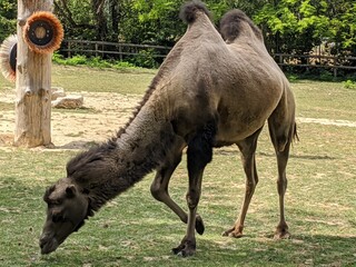 chameaux dans la nature au milieu des arbres et autres animaux sauvage de la savane, Unesco espèce protégé, réchauffement climatique en danger de mort, captivité, braconnage, gazon voyage