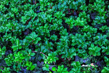 green leaves background