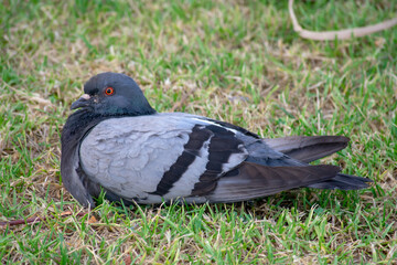 pigeon resting in the garden of the Genoves park in Cadiz, Andalusia. Spain. Europe
