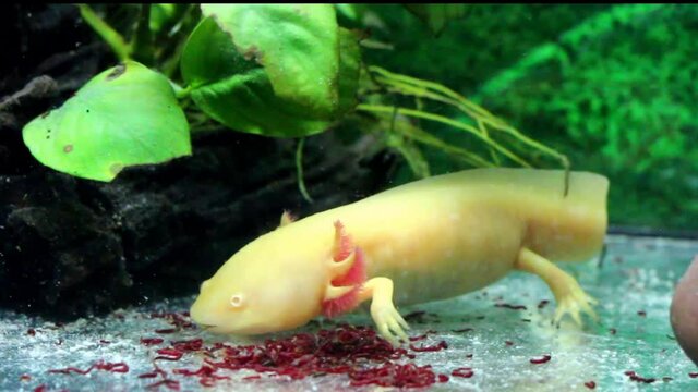 Rare Gold Axolotl Eating The Worms Video