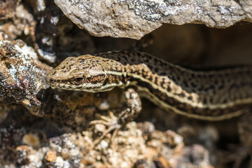 lizard on the stone