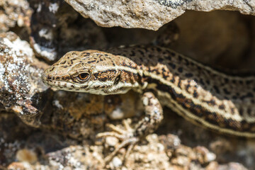 lizard on the stone
