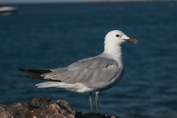 Obraz premium Seagull in front of the mediterranean sea