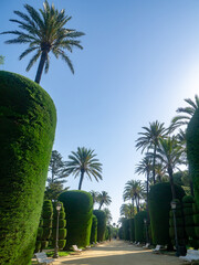 palm trees in the Genoves Park in the bay of Cadiz capital. Andalusia. Spain. Europe.  © Jose Muñoz  Carrasco
