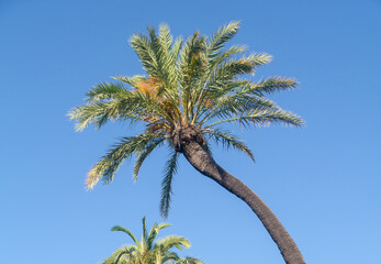 Obraz premium palm trees in the Genoves Park in the bay of Cadiz capital. Andalusia. Spain. Europe. 