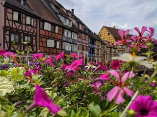 Colmars fleurs route des vins d'Alsace, plus beau village de france avec maison en bois poutre et charpente architacture traditionnel vieille  ferme &agrave; colombage