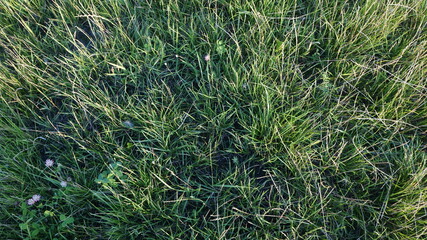 Grass