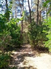 Summer landscape, footpath in the forest