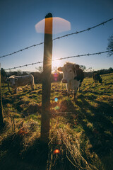 cattle in the fields