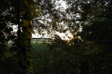 Summer landscape, footpath in the forest