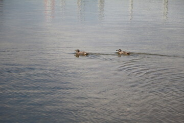 Larus argentatus chicks  in Visby, Gotland Sweden