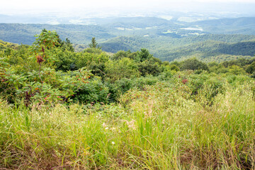mountain landscape with trees