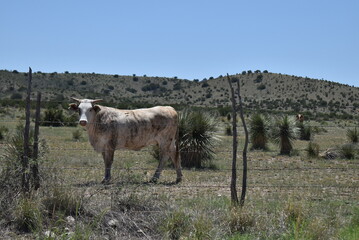 cows in the mountains