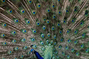 Obraz premium Magnifique paon en train de faire la roue - Parade du paon