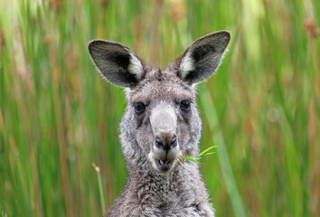 Portrait of Kangaroo with grass in its mouth - Anglesea golf course in Victoria, Australia
