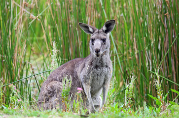 Gret Kangaroo on rush background - Anglesea golf course in Victoria, Australia