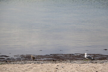 Larus argentatus with chicks at the beach in Visby, Gotland Sweden