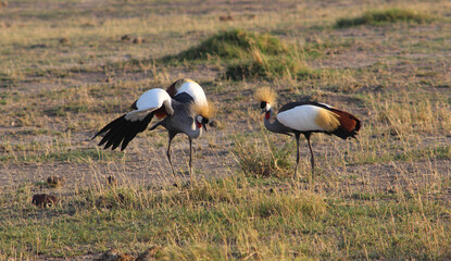 Two gray crowned cranes (Balearica regulorum) in the grass in soft light during sunset. Amboseli national park, Kenya.