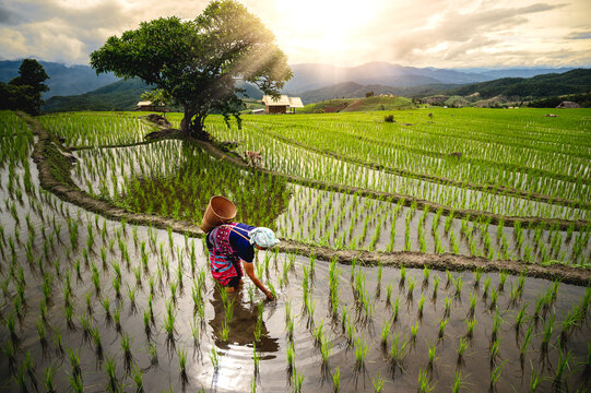Farmers working in rice terraces at Baan Bong Piang, Chiang Mai, Thailand.