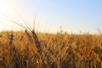 field of wheat