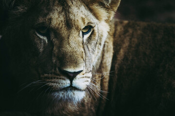 Fototapeta na wymiar Portrait d'un jeune lion