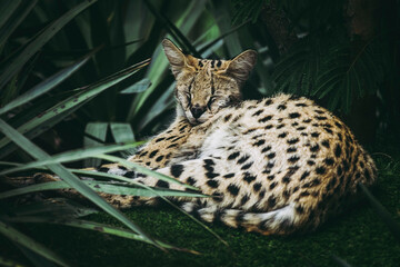Magnifique serval petit félin d'Afrique couché dans les herbes