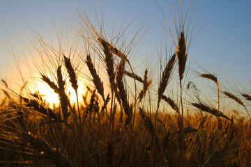sunset in the field