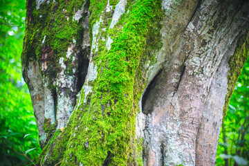 tree in the forest