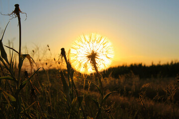 dandelion on the sunset in the field