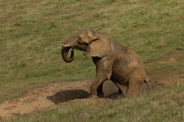 Fototapeta na wymiar Elephant 4