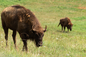 Bison 1