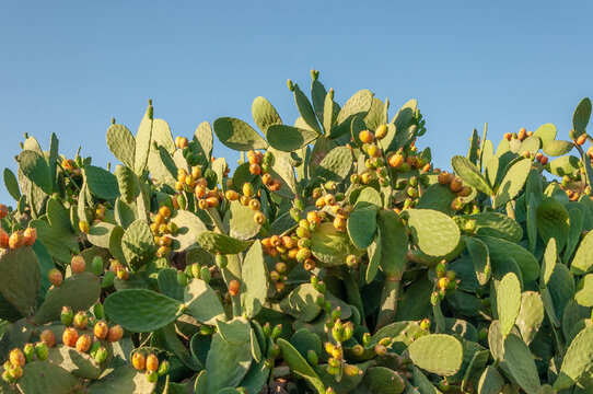 Image of a prickly pear tree with prickly pears