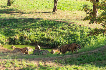 Tigers in the water