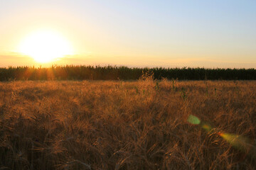 sunset in the weat field