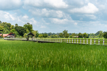 Fototapeta na wymiar romantic pathway through rice field.
