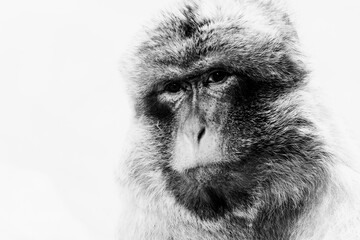 Portrait d'un singe magot ou macaque de Barbarie