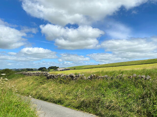 Fototapeta na wymiar Country lane with high hedgerows, and dry stone walls, with wheat fields and farm buildings beyond in, Trawden, Colne, UK