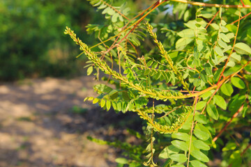 close up of a green plant