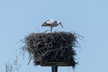 Storch im Nest