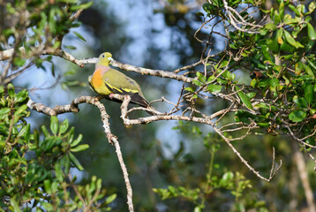 Orange-breasted Green-pigeon - Treron bicinctus, beautiful colorful pigeon from Asian woodlands and forests, Sri Lanka.