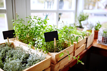 Fresh aromatic herbs in wooden box on window. Idea for small and narrow space area plant growing