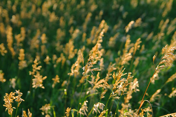 beautiful grass field in summer