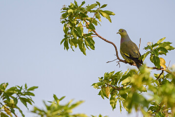Orange-breasted Green-pigeon - Treron bicinctus, beautiful colorful pigeon from Asian woodlands and forests, Sri Lanka.